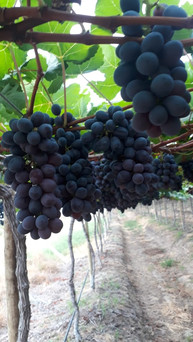 grapes-4jpeg