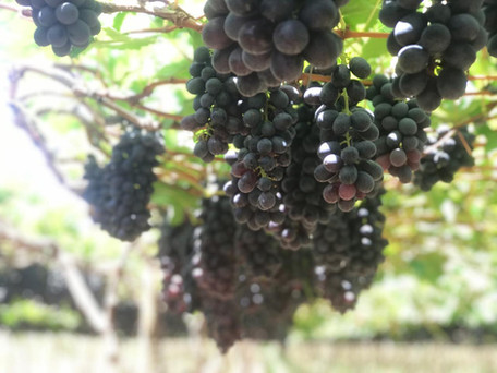 grapejpeg