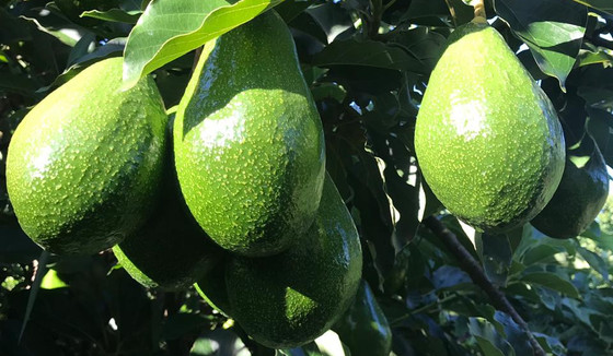Avocado