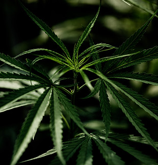 cannabis-marijuana-leaf-closeup.jpg