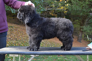 Newfoundland dog