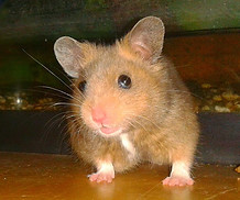 A dark golden hamster named Dusty