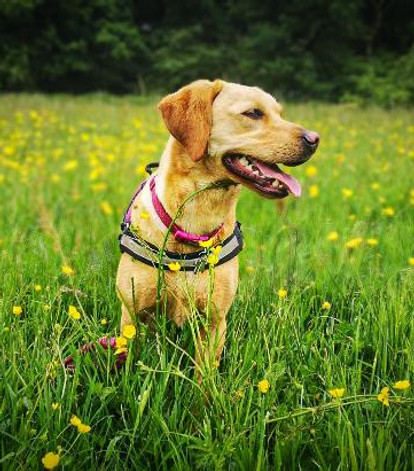 A labrador dog sits in a field with long grass and buttercups, looking to the right with her mouth open and tongue  showing