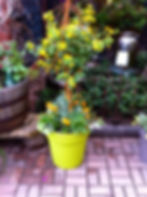 Custom Pot 5
