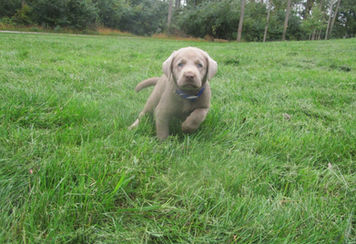 Silver Lab Puppies