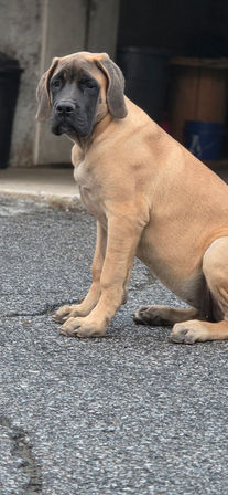 Nala Of Royal Paradise Mastiffs