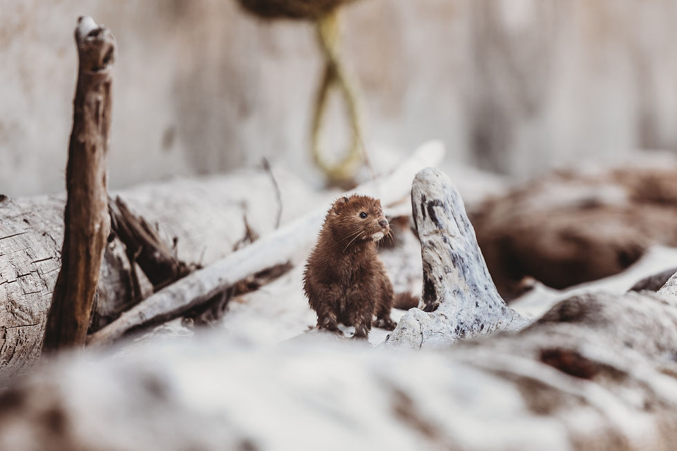 Wildlife + Sealife
