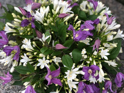Funeral posy