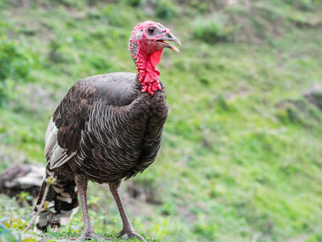 Showing Up Like a Turkey