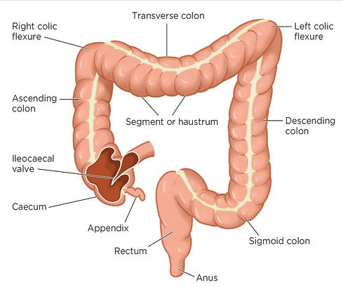 colon segments