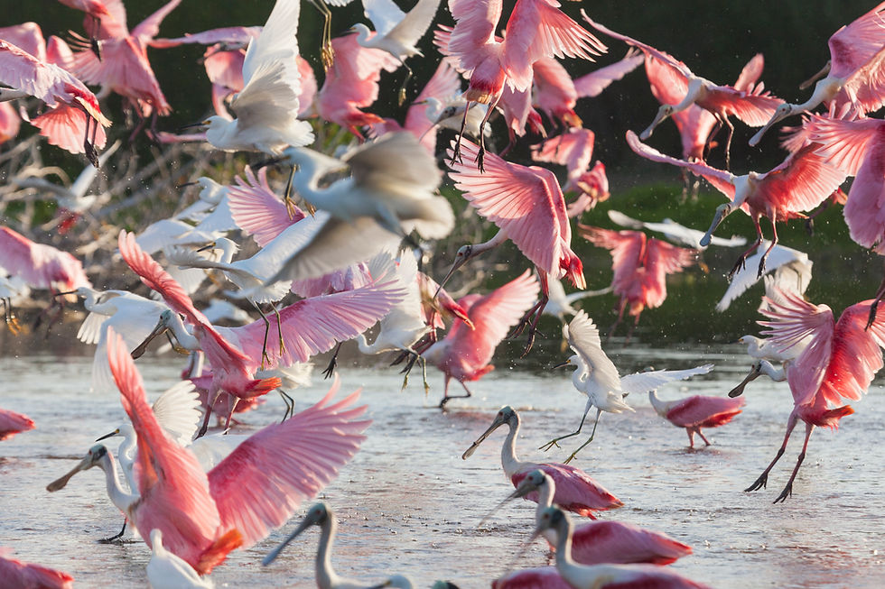 Espátulas rosadas sobrevuelan los Everglades. Fotografía de Mac Stone.