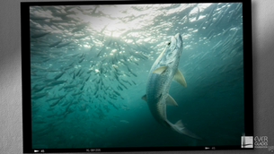 Beneath the Surface Featured in Gulfshore Life