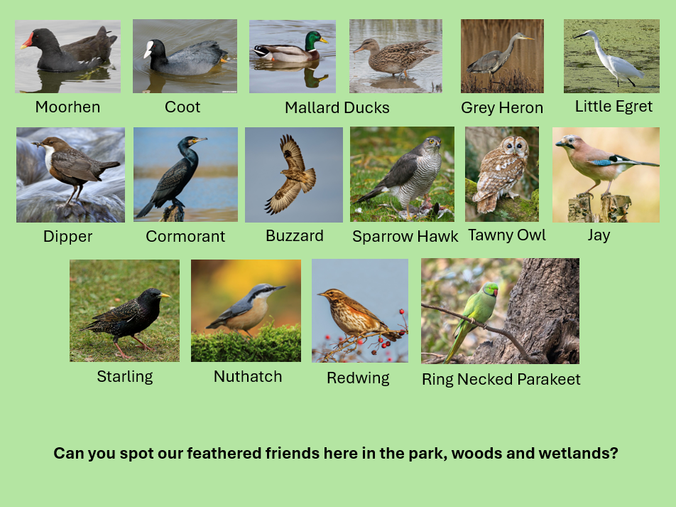 Bird spotting in the woods 2