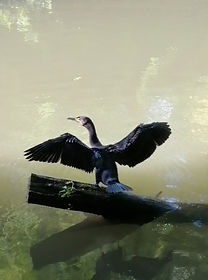 Cormorant on the River Frome at Downend