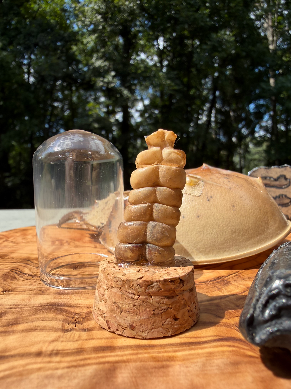 Thumbnail: Curated Natural History Collection | Mammoth, Fossils, Skull & Labradorite