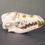 Thumbnail: Coyote Skull with Gold Teeth | Floral Decoupage Art Specimen