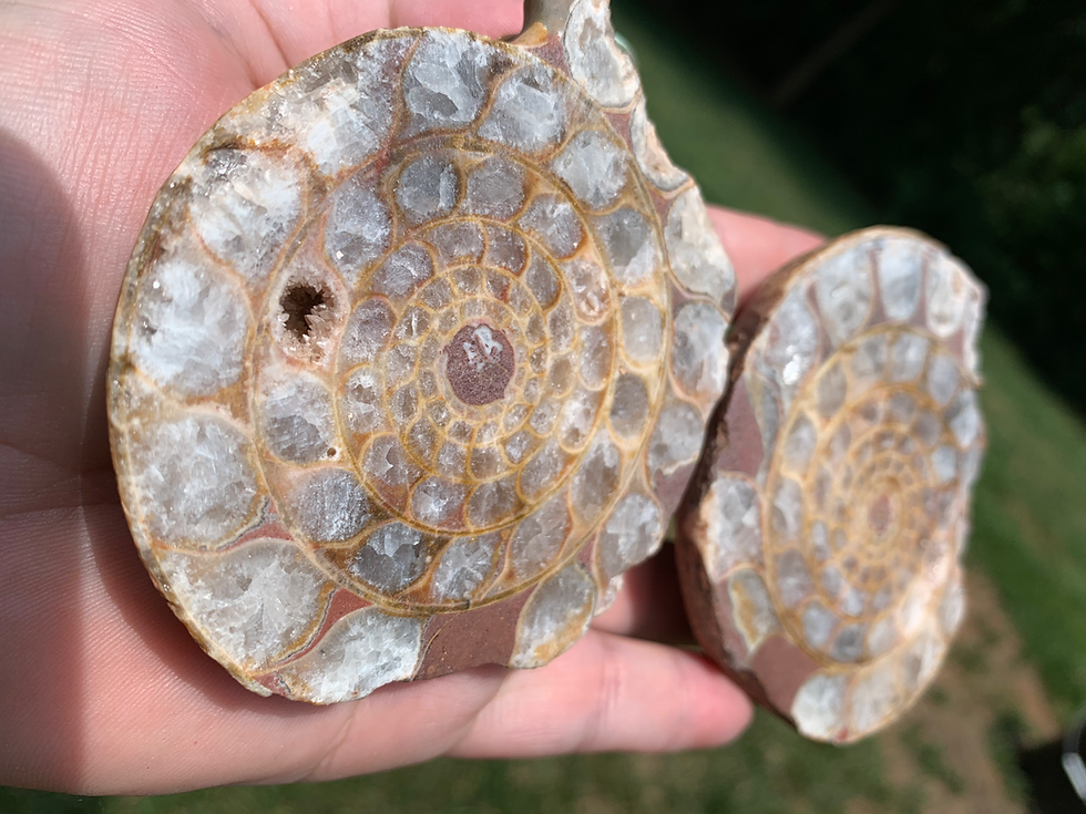 Thumbnail: 3.3" Indonesian Ammonite Fossil Pair | Fluorescent & Phosphorescent