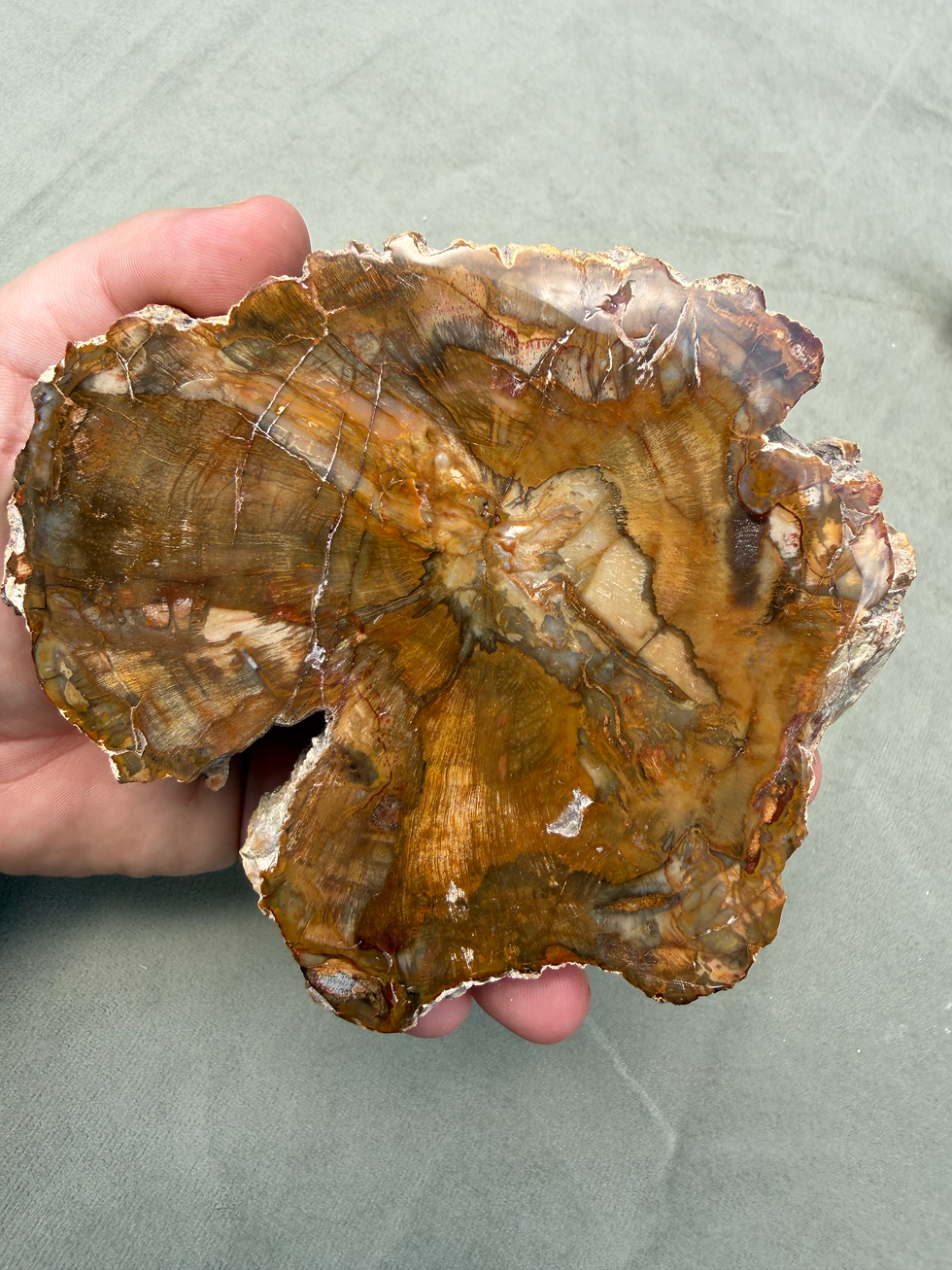 Thumbnail: One-of-a-Kind Natural History Collection | Fossils, Minerals, Insect & More