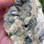 Thumbnail: Phosphorescent Calcite Fossil Clam | Mercenaria permagna | UV Reactive