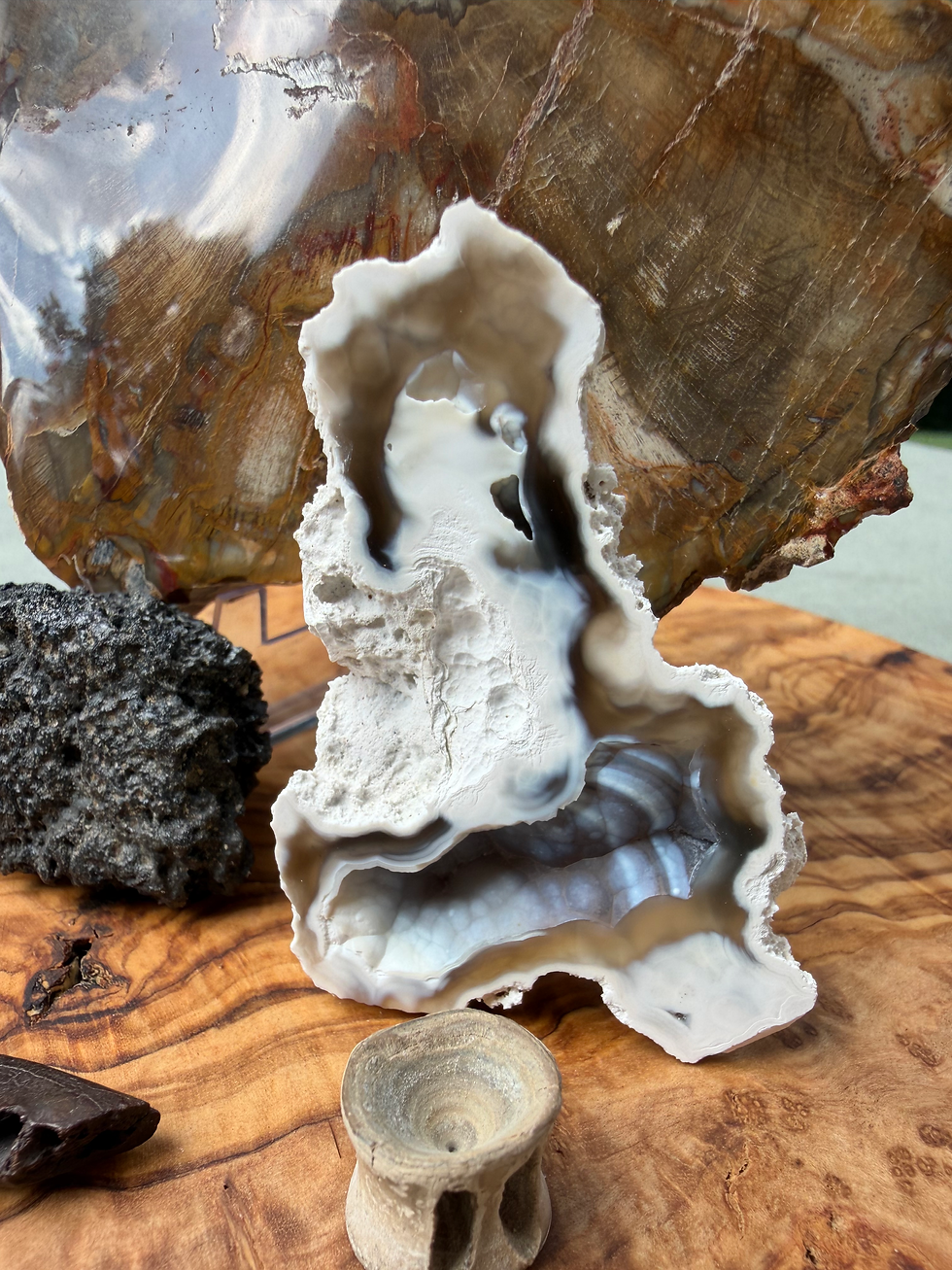 Thumbnail: One-of-a-Kind Natural History Collection | Fossils, Minerals, Insect & More