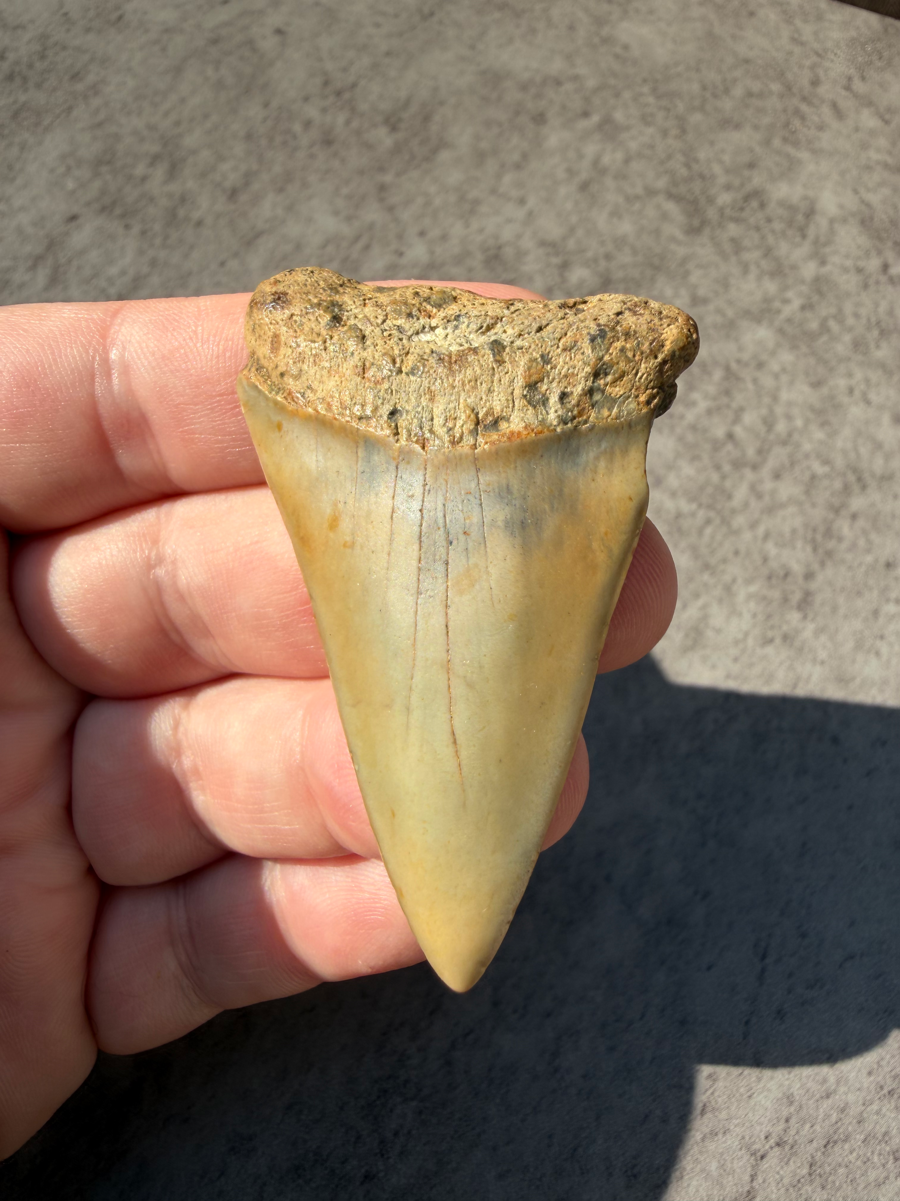 2.3" Carcharodon hastalis Fossil Shark Tooth | Carolina Coast