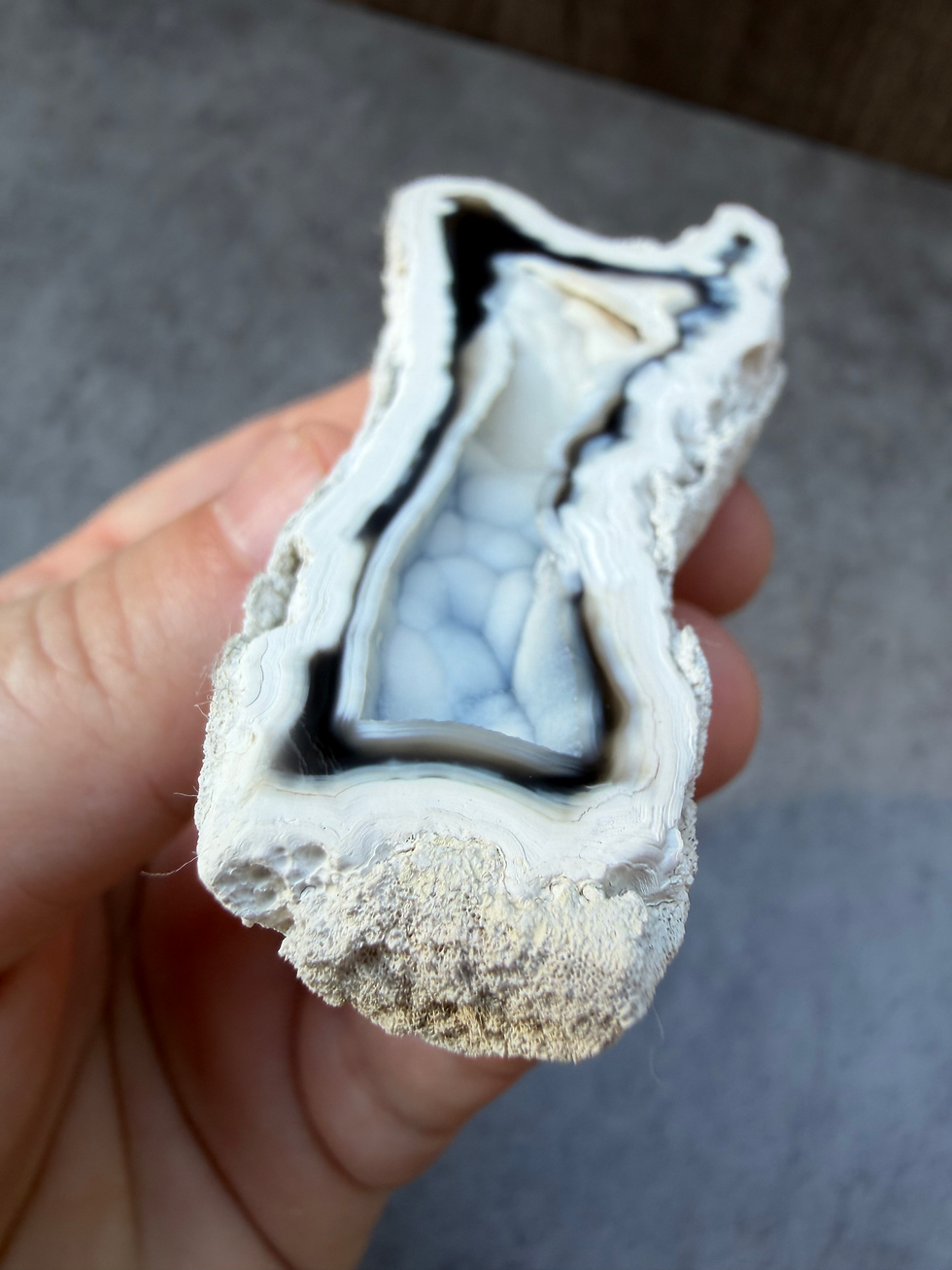 Thumbnail: Florida Agatized Coral | Black & Blue Agate with Botryoidal Chalcedony | 3.2"