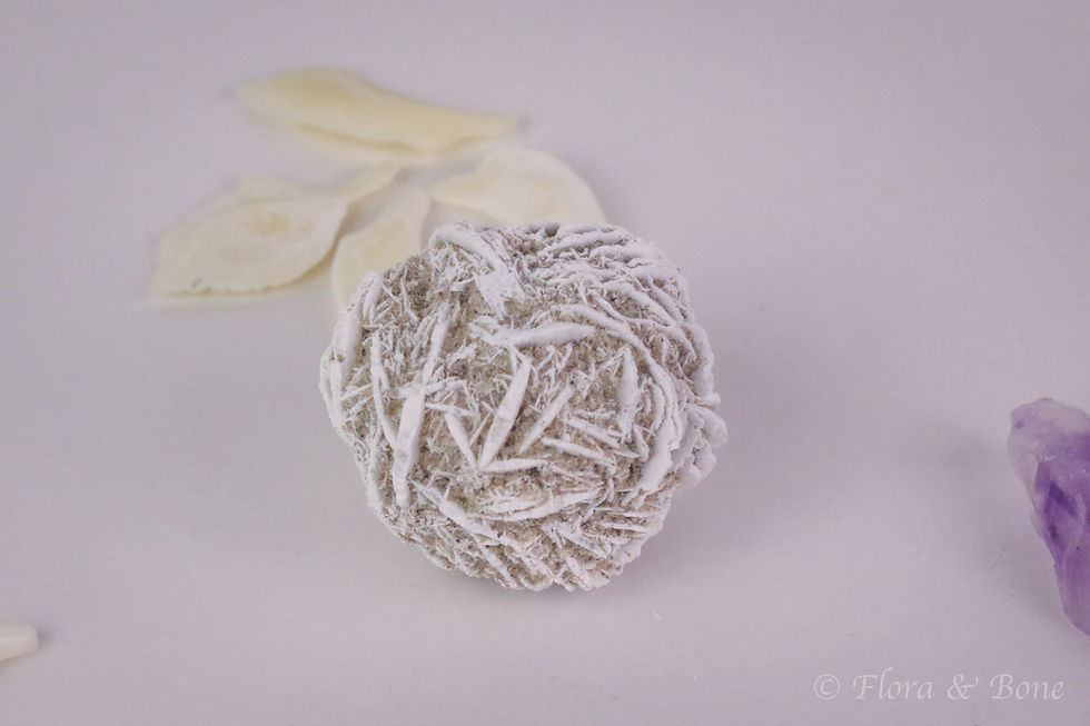 Thumbnail: Curator's Pocket: Mini Oddity Collection