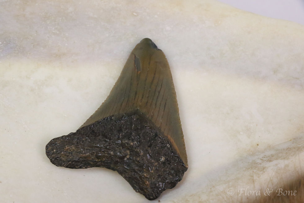 Thumbnail: Curator’s Finds: Oddity Box No. 8