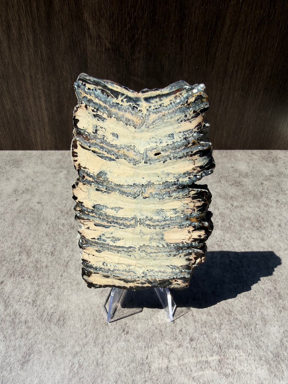 Thumbnail: Columbian Mammoth Tooth Fossil | Polished Phosphorescent Slice