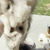 Thumbnail: Curated Natural History Collection | Opossum, Fossils & Rhino Beetle