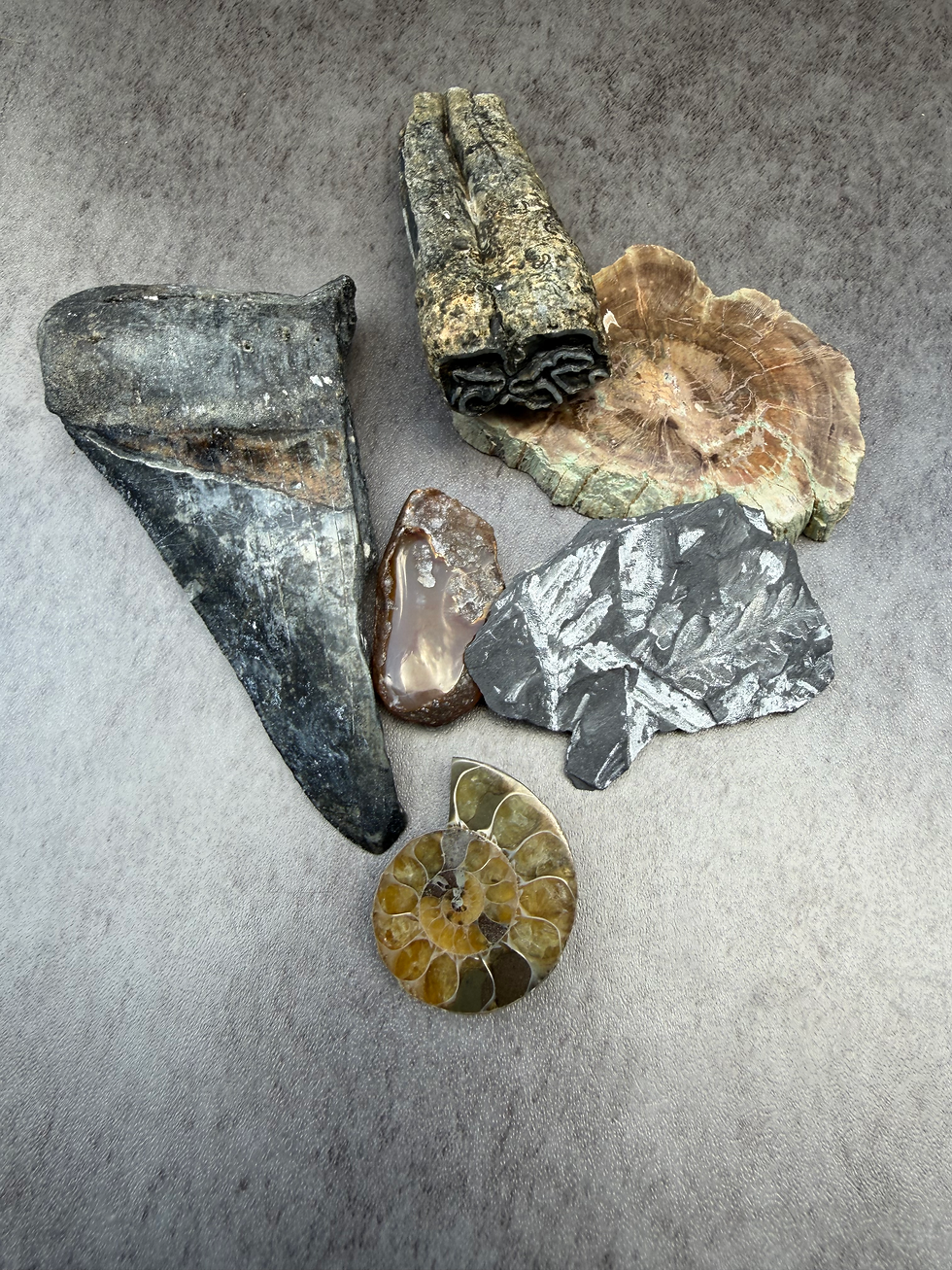 Thumbnail: Curated Fossil Collection | Megalodon, Ammonite, Petrified Wood & More