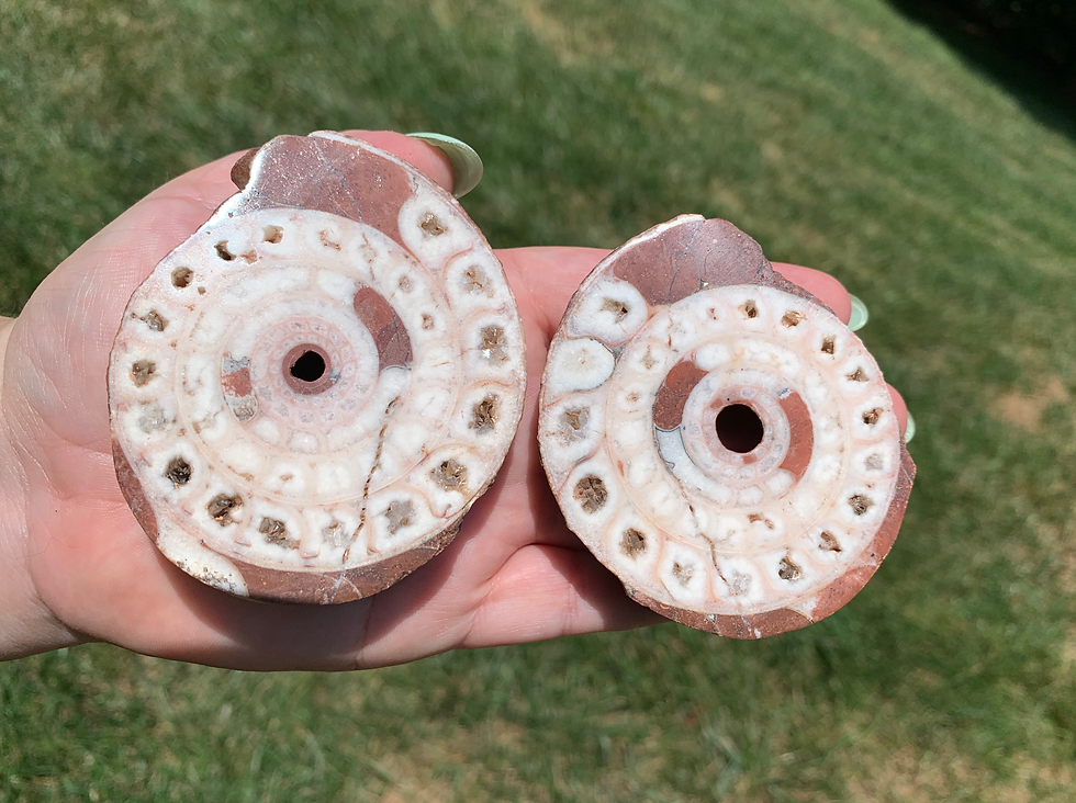 Thumbnail: Indonesian Ammonite Fossil Pair | Fluorescent & Phosphorescent Calcite