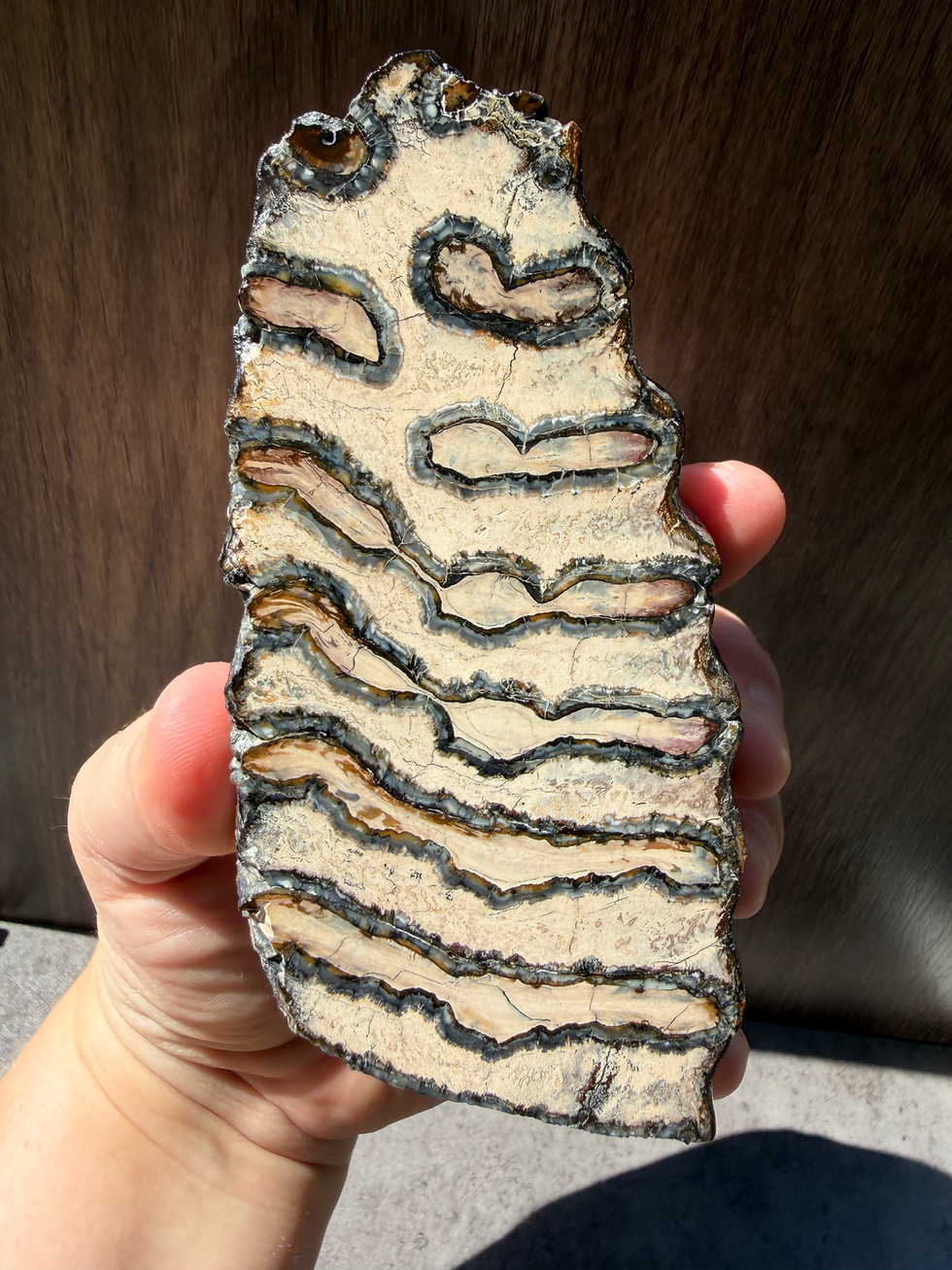 Thumbnail: Columbian Mammoth Tooth Fossil | Large Polished Phosphorescent Slice