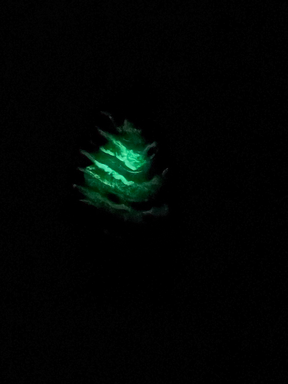 Thumbnail: Columbian Mammoth Tooth Fossil | Large 5.7” Polished Phosphorescent Slice