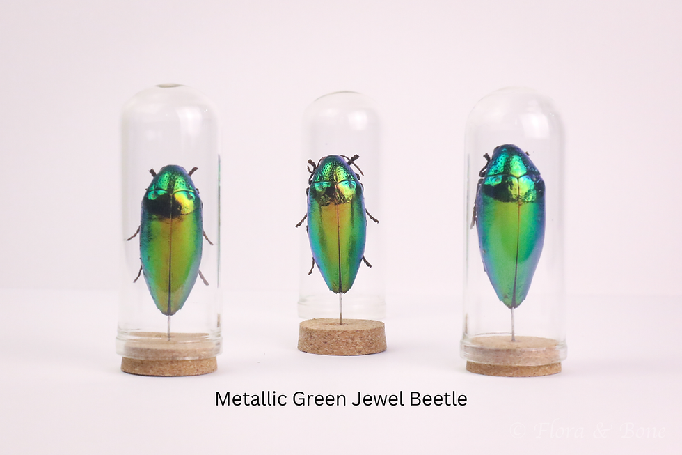 Thumbnail: Jewel Beetle Dome | Upright Pinned Beetle Specimen | Stock Your Cabinet