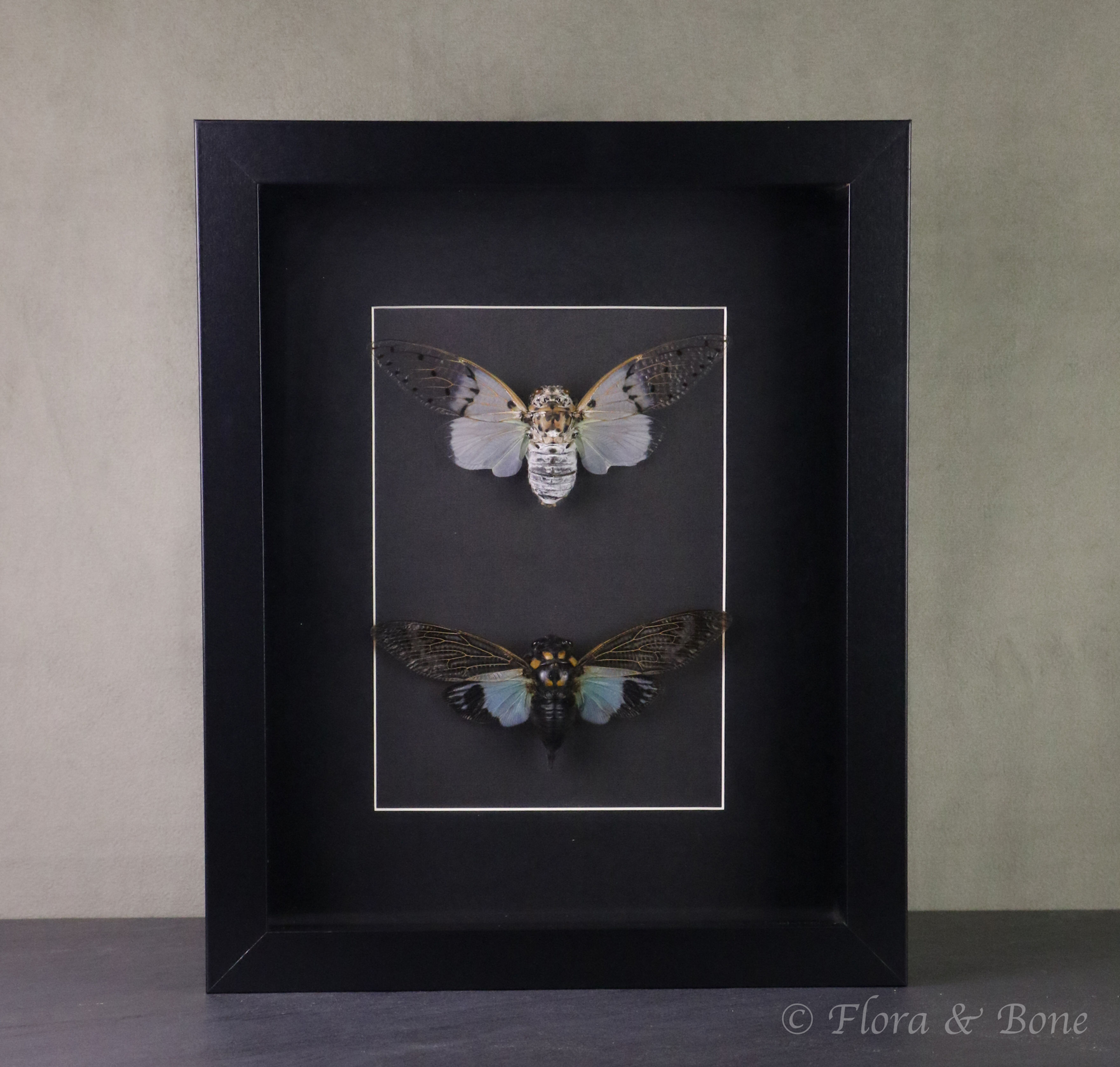 Framed Cicada Pair | White Ghost & Blue Turquoise Cicada Specimens