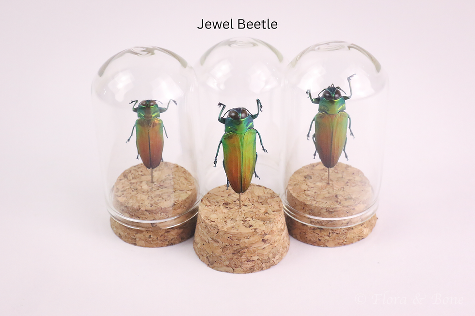 Thumbnail: Mini Insect Dome | Upright Pinned Beetle Specimen | Stock Your Cabinet
