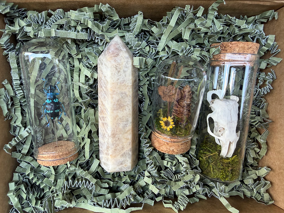 Thumbnail: Curated Natural History Collection | Beetle, Bones, Moonstone & Mushroom Dome