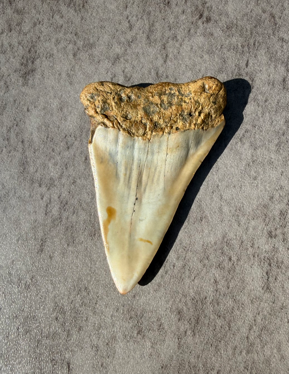 Thumbnail: 2.3" Carcharodon hastalis Fossil Shark Tooth | Carolina Coast