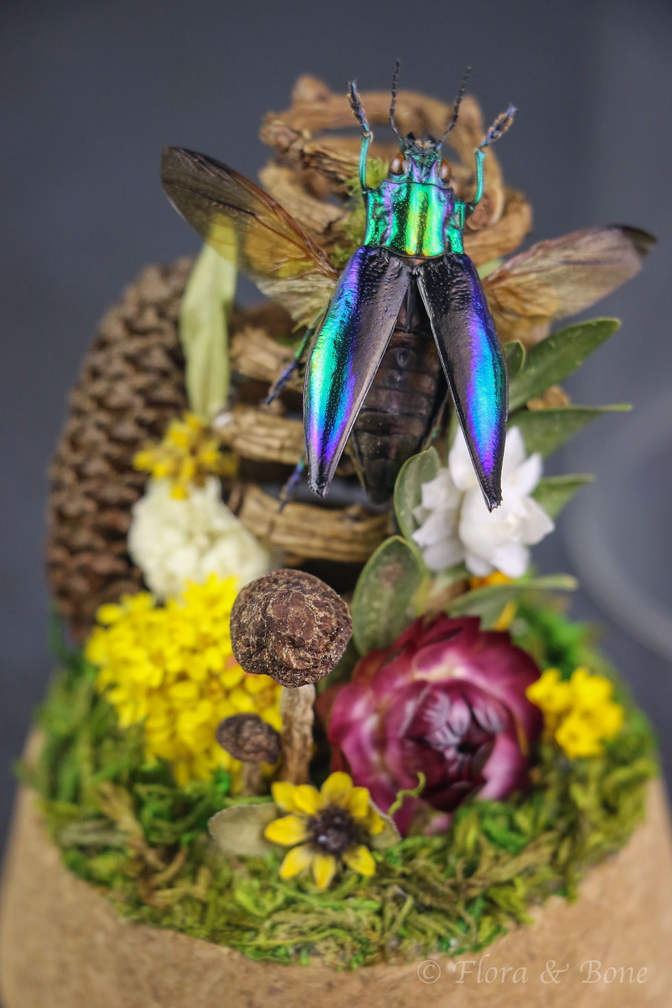 Thumbnail: Jewel Beetle Cloche