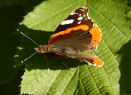 RedAdmiralJune2020 (1).JPG