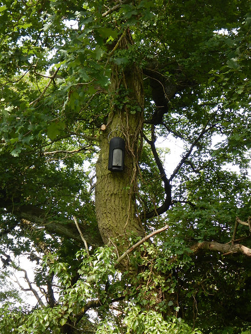 NoctuleBatboxBroadacreJune2020 (1).JPG