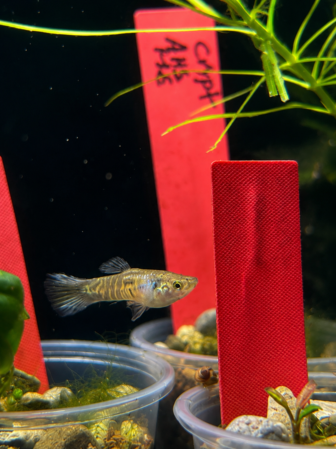 Dragon Fire Endler