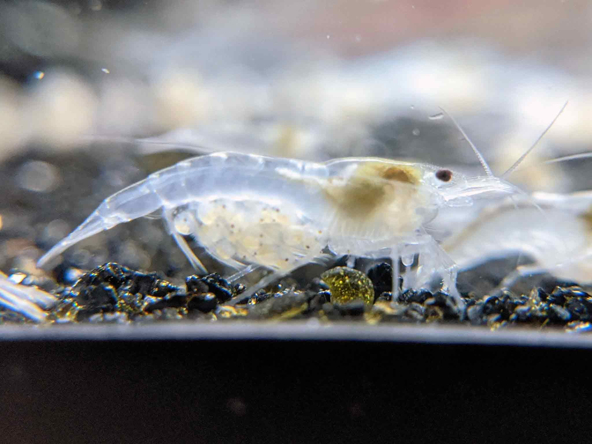 Snowball Shrimp