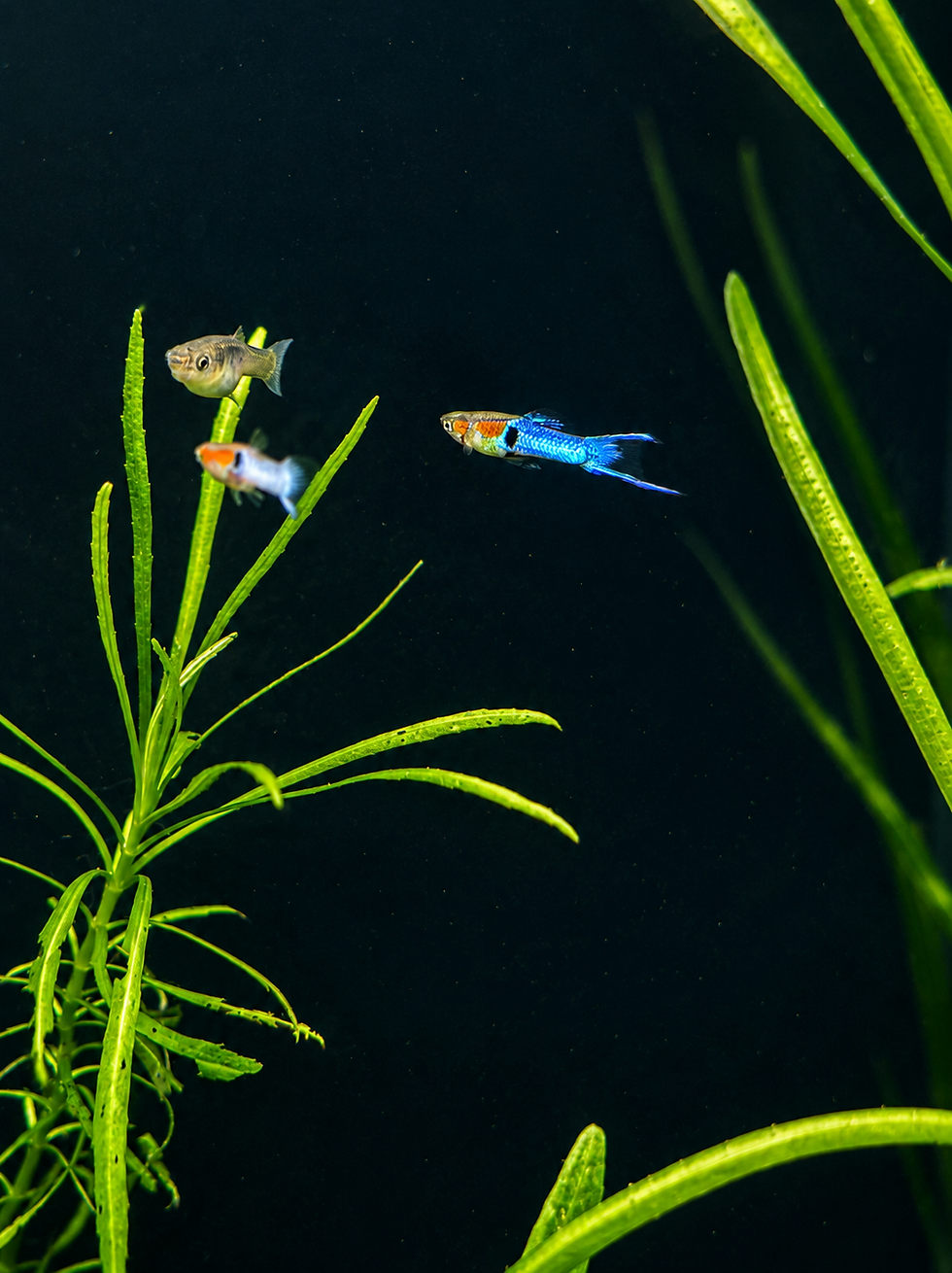 Thumbnail: Neon Sky Blue Endler