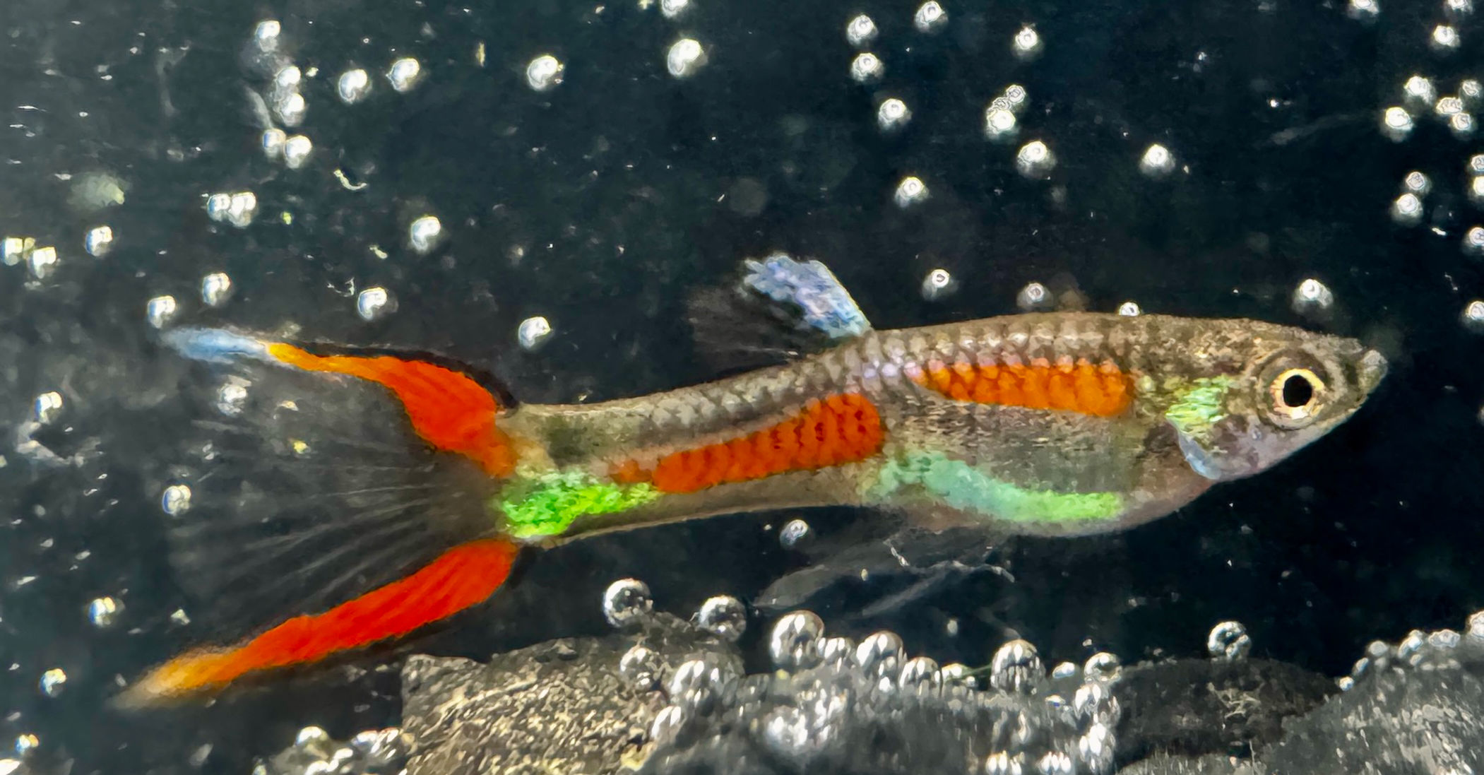 Black Bar Endlers