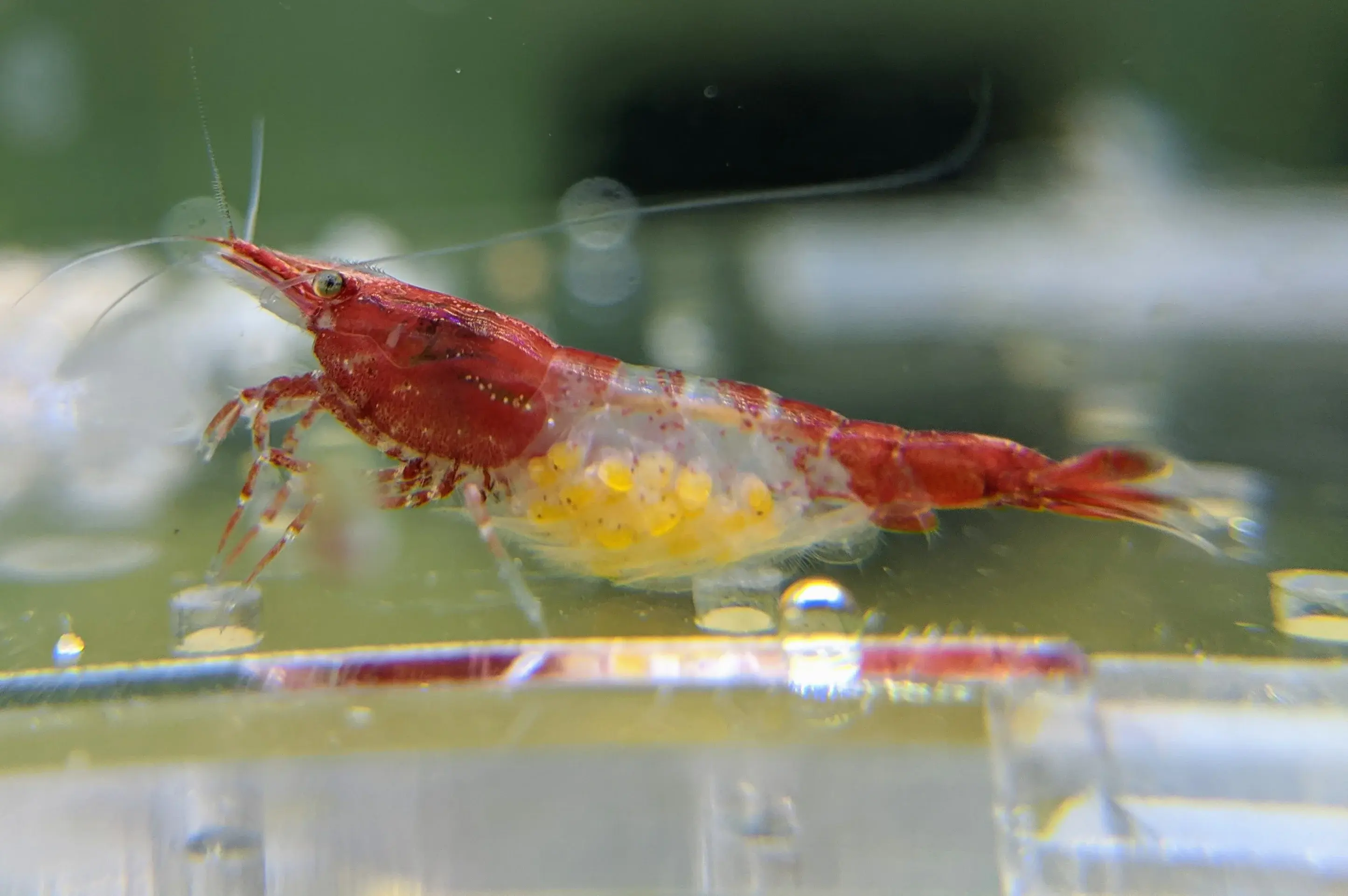Red Rili Shrimp