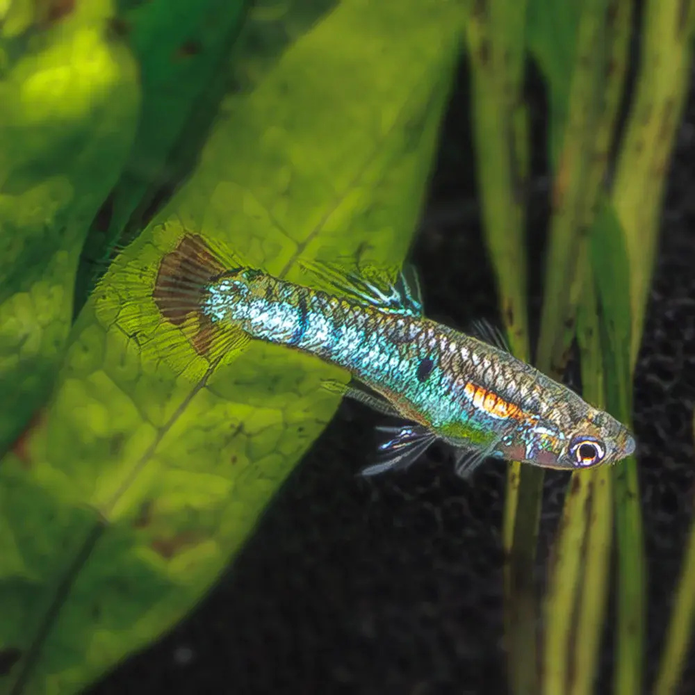 Japan Blue Endler (Poecilia wingei)
