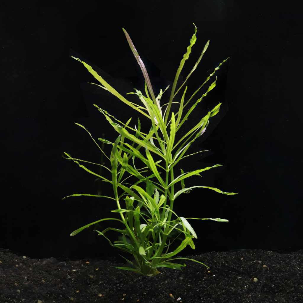 Pogostemon Stellatus 'Octopus'