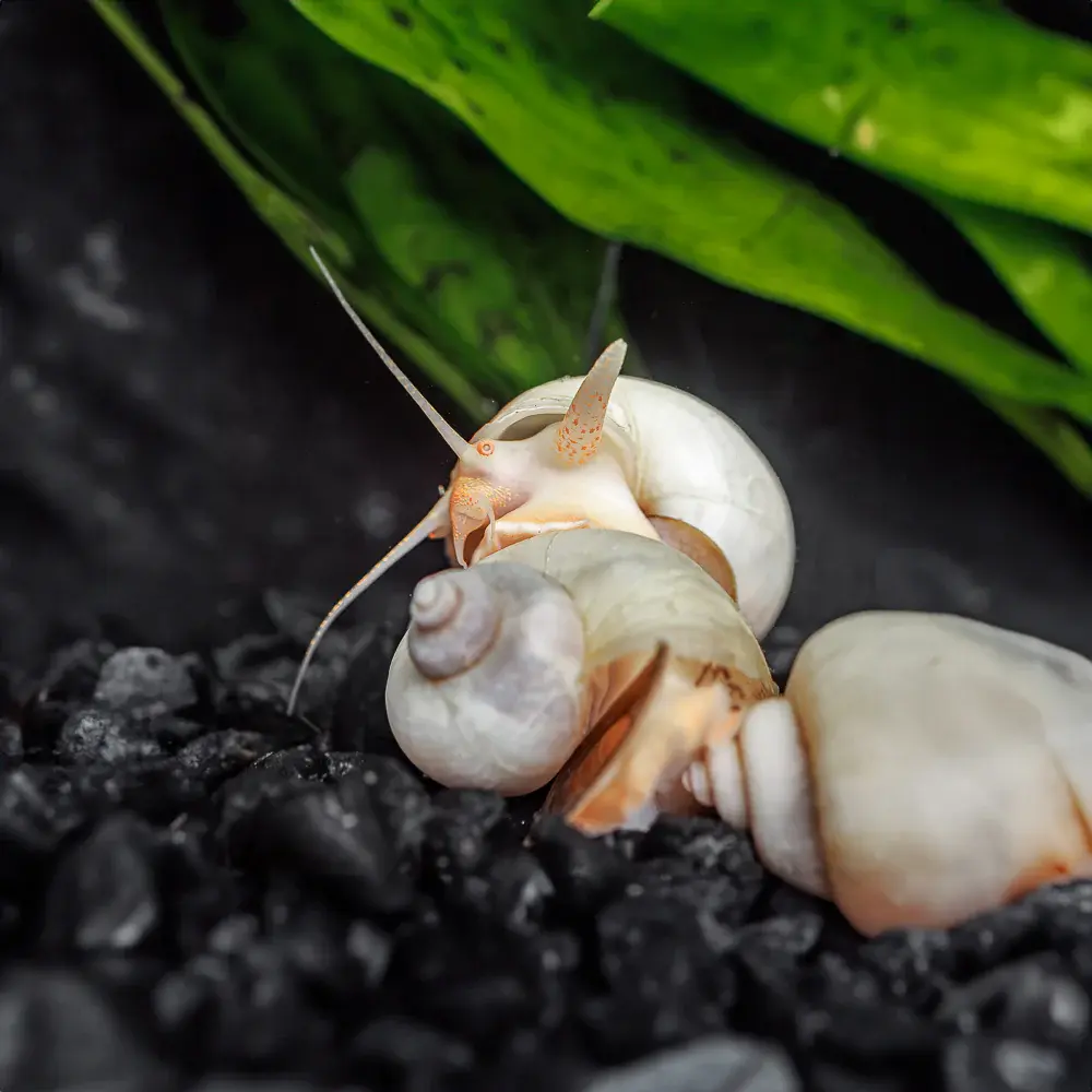 Ivory Mystery Snail